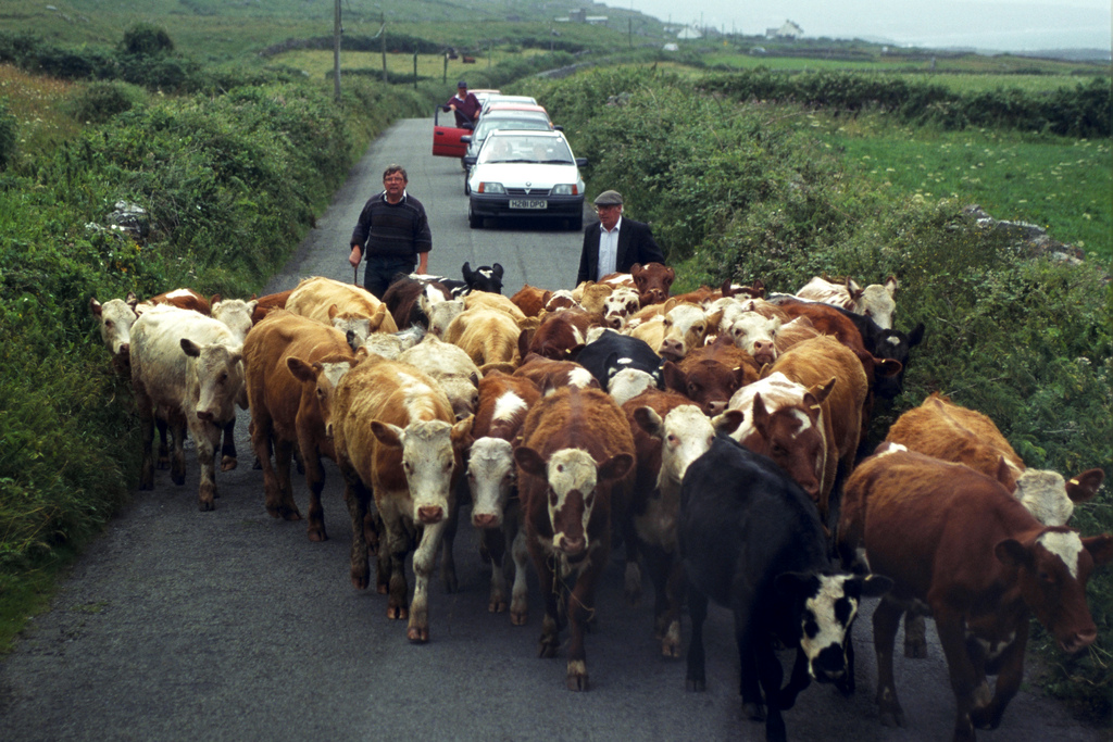 Cattle Droving at Doolin